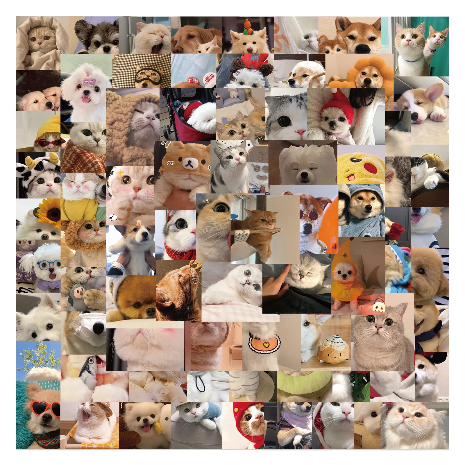 100 Pcs Funny Influencer Cat and Dogs MEME Stickers Pack CAT Sticker Waterproof Cool Graffiti Vinyl Decals for Laptop Water Bottle Skateboard Phone Luggage,Vinyl Stickers for Cat and Dog Mom