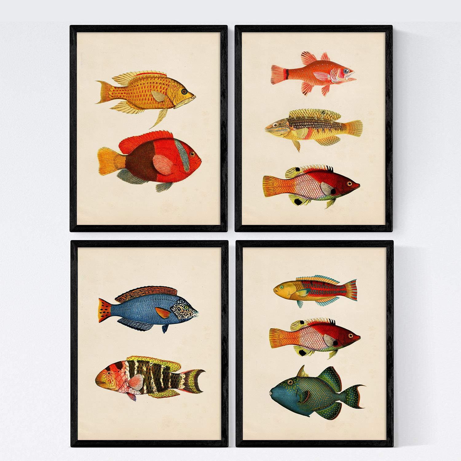Nacnic Set 4 sheets of fish vintage colorful effect. Maldives. Composition of 10 different fish in A4 size, vintage background old paper Poster paper 250 gr high quali