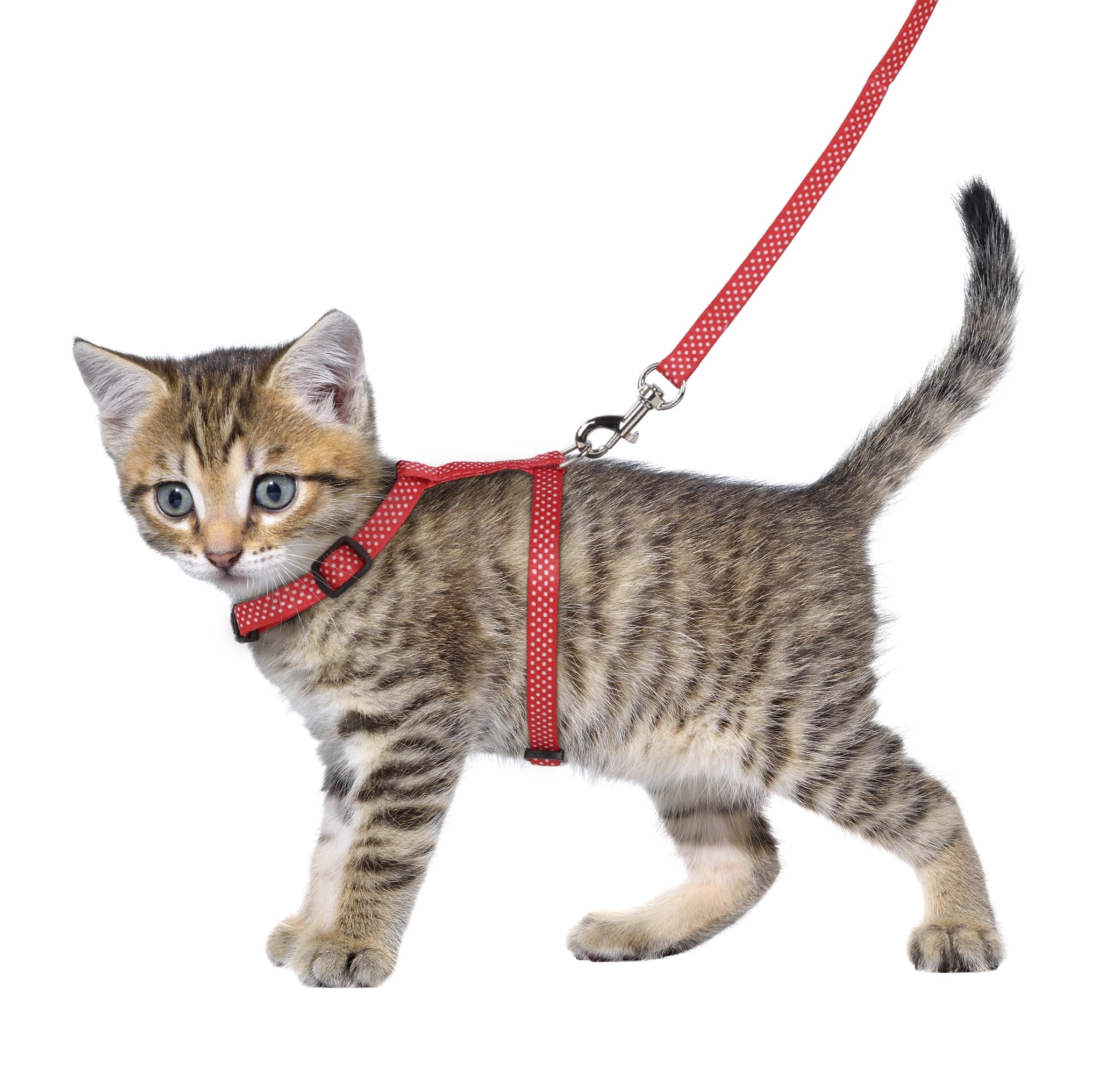 Flamingo Cat Harness with leash Kitten Aiwa Multiple colours 15-25cm 20-35cm 100cm 10mm