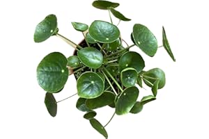 PRIME PLANTS CALIFORNIA Chinese Money Plant Live - Pilea peperomioides Live Plant | Easy Care Indoor Houseplant | Air Purifying | 4-Inch & 6-inch Pot Available | California Seller (4" Pot, One Small Plant)