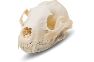 Raccoon Skull- Real Raccoon Skull Taxidermy, Made in The USA, an American Heritage Industries Product