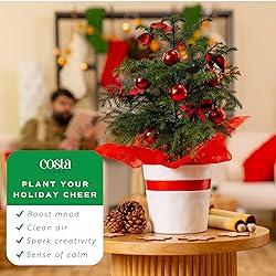 Costa Farms Live Christmas Tree, Medium Norfolk