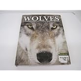 Wolves: a Stunning Glimpse into Nature's Hunters in the Wild
