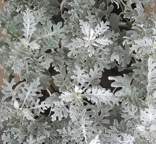 Amazon シロタエ菊 40ポットセット ３号 苗 セット販売 まとめ売り 苗