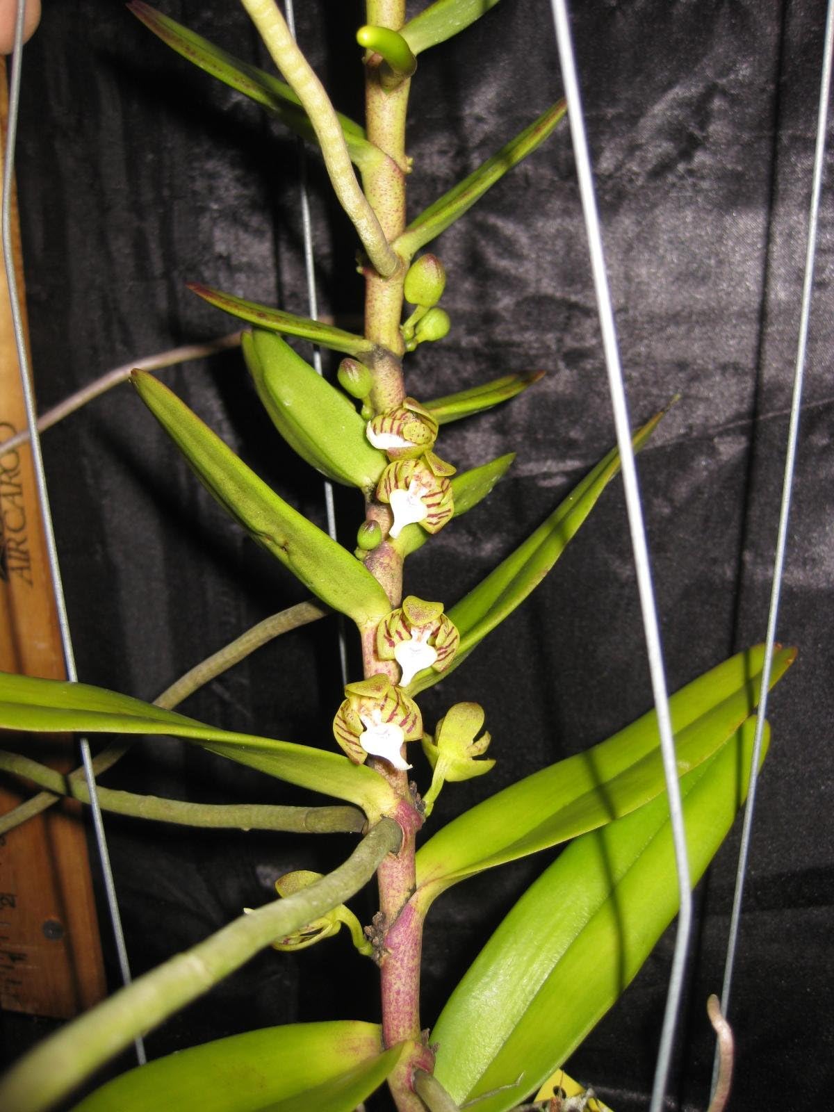 Trichoglottis geminata -Collectors Item! Hard to find! Easy to Grow! Unique!