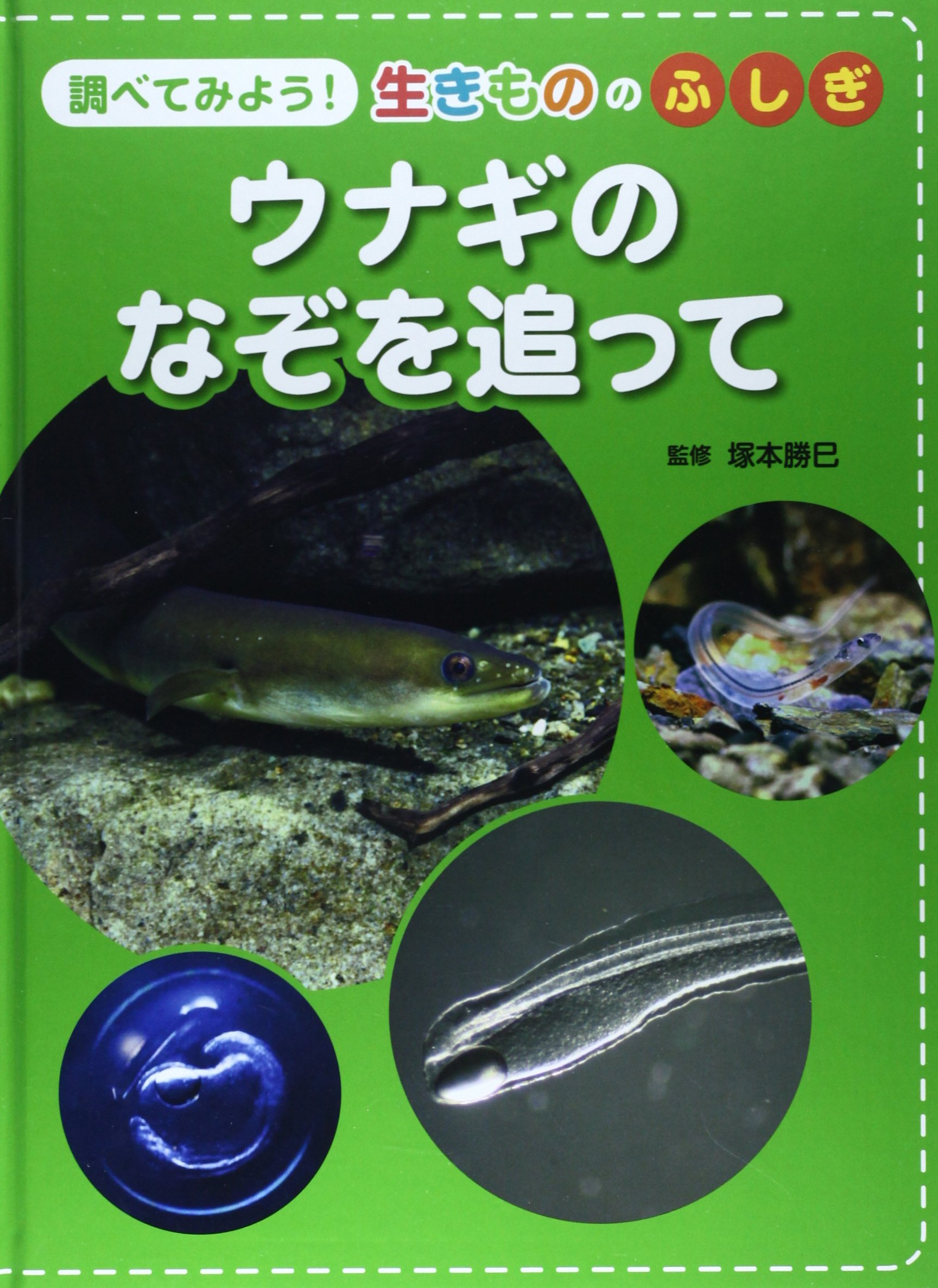 調べてみよう 生きもののふしぎ ウナギのなぞを追って 勝巳 塚本 本 通販 Amazon