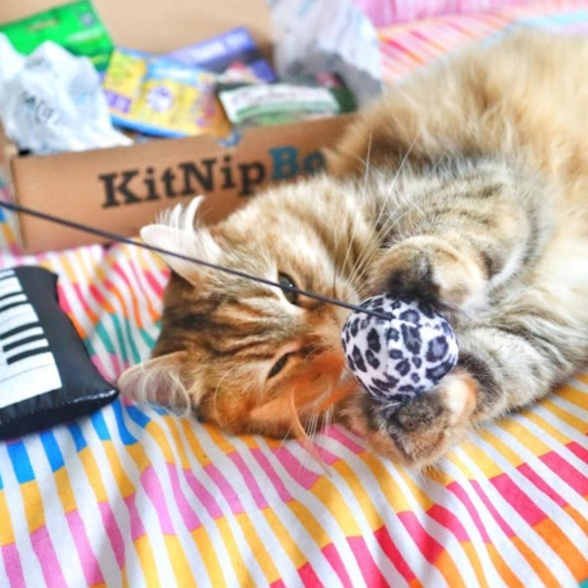KitNipBox | Multi-Cat Box | Monthly Cat Subscription Boxes Filled With
