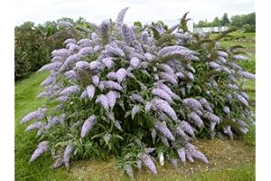 Greenwood Nursery: Live Shrub Plants - 'Grand Cascade' Butterfly Bush + Buddleja/Buddleia Davidii - [Qty: 2X Pint Pots] - (Click for Other Available Plants/Quantities)