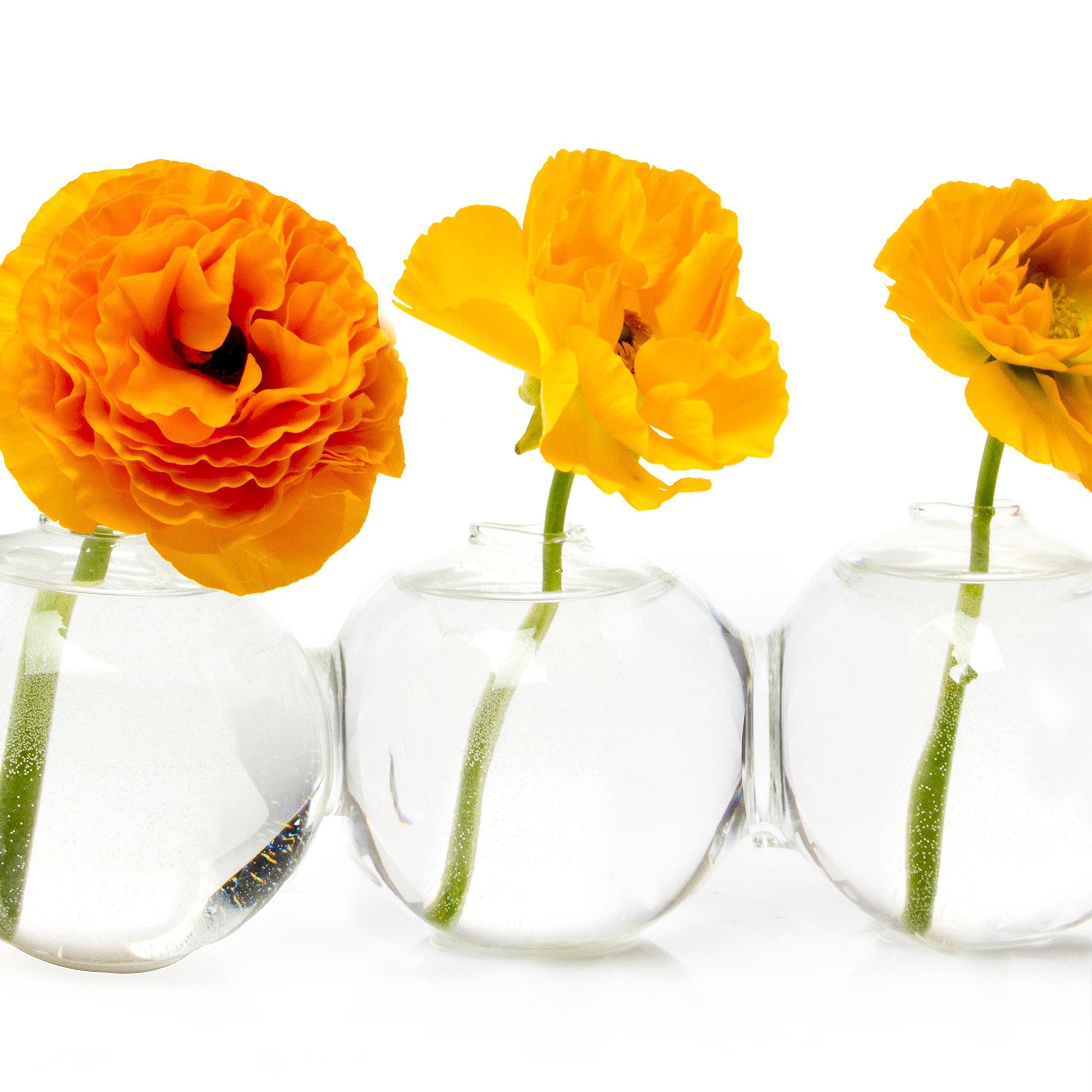 Chive Big Caterpillar Large Clear Glass Bud Vase for Short Flowers