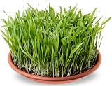 R&R SHOP Grass Seed Mix for Dogs 150gr European Seeds Fast Growing view 2