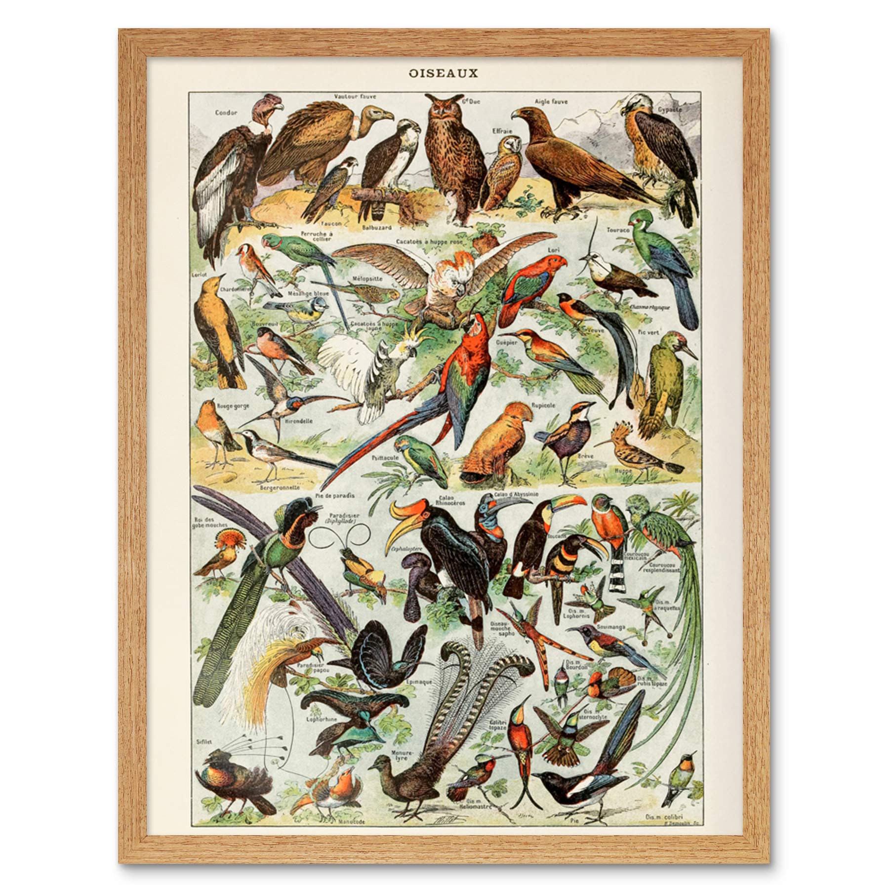 Artery8 Millot Encyclopedia Page Birds Owls Parrots Art Print Framed Poster Wall Decor 12x16 inch — image 1