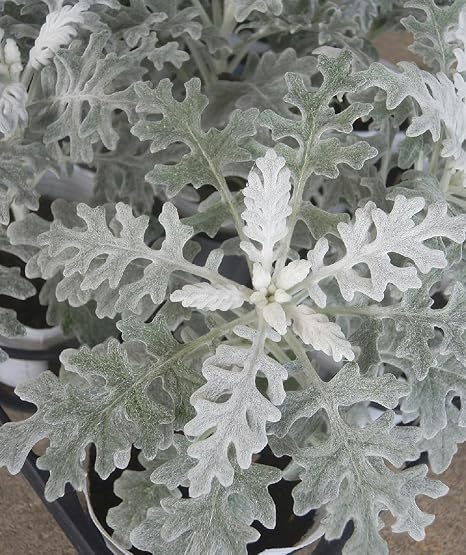 Amazon シロタエ菊 40ポットセット ３号 苗 セット販売 まとめ売り 苗