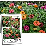 "Button Box Mix" Zinnia Seeds for
