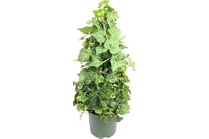 WEKIVA FOLIAGE English Ivy Tree - Live Plant in a 6 Inch Pot - Hedera Helix - Stylish Air Purifying Topiary Houseplant Vine