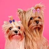 BIPY 100Pcs Small Dog Hair Bows Elastic Ribbon Random Colors view 7