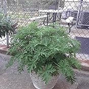 Amazon.com : Clovers Garden 2 Large Citronella Mosquito Repellent Plants in 4-Inch Pots 