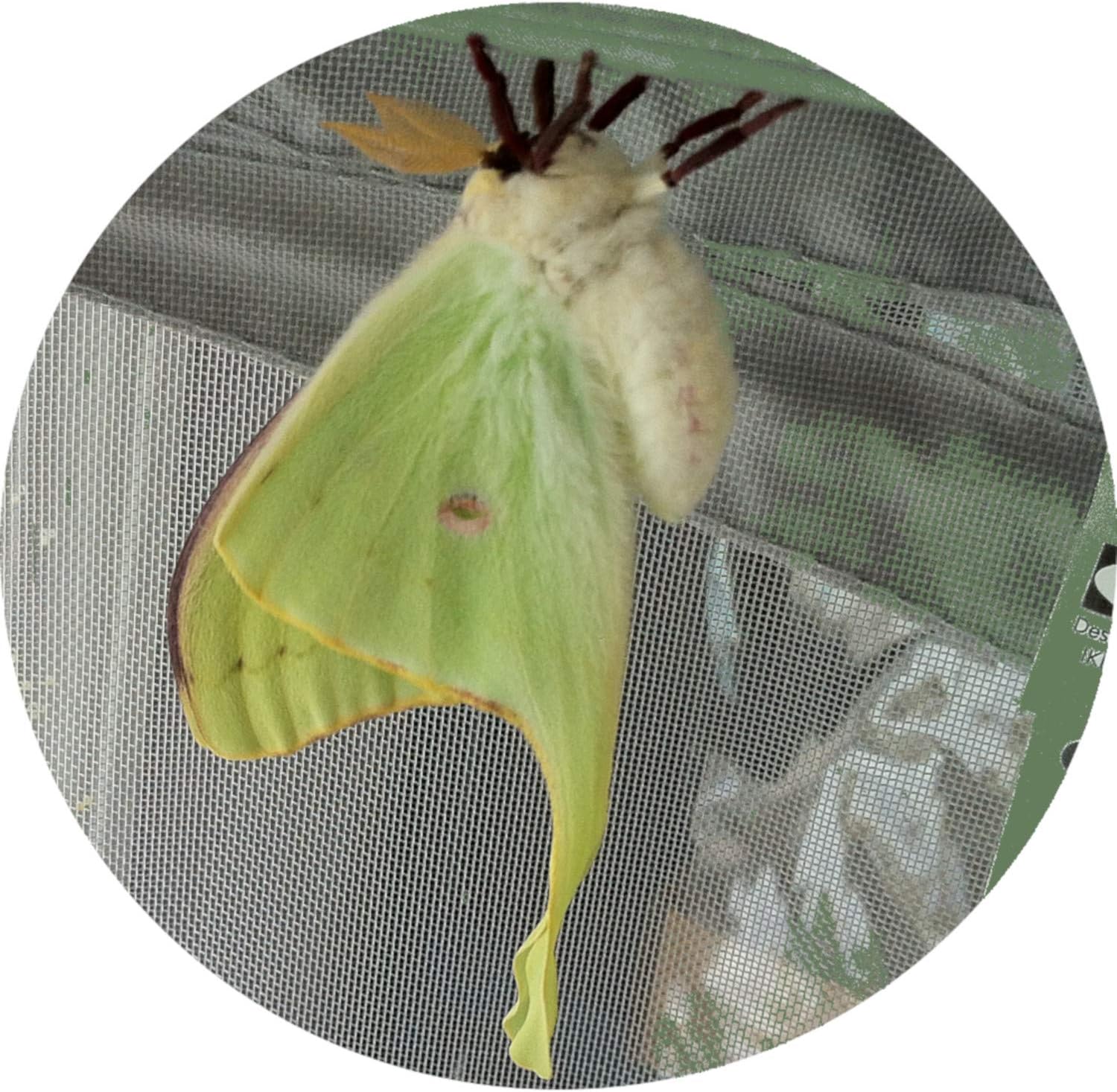 Pictures Of Moth Chrysalis