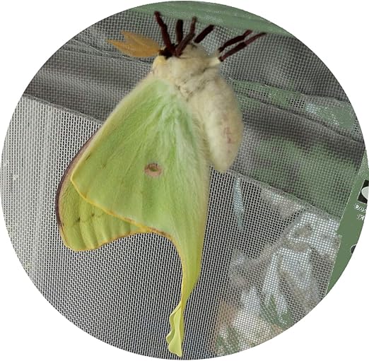 Pictures Of Moth Cocoons