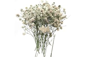 CHEUNGHAO Mini Dried Baby Breath Flowers Gypsophila Ivory Natural Flowers Dried Flowers for Vase Wedding Home Office Party Ga