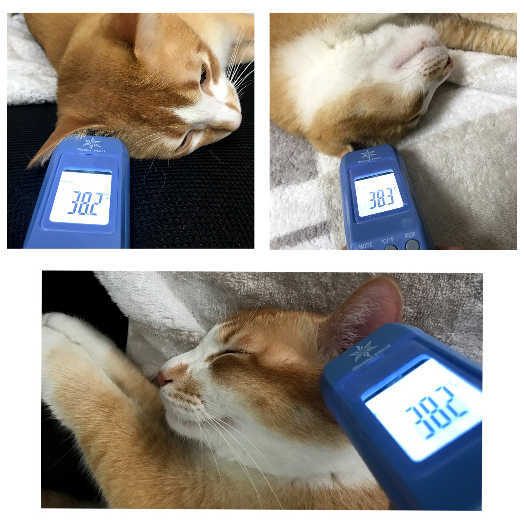 Galleon ISnowMed Non Contact Infrared Pet Thermometer For Cat, Dog