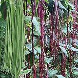 100+ Seeds Snake Oriental Yard Long Asparagus Pole