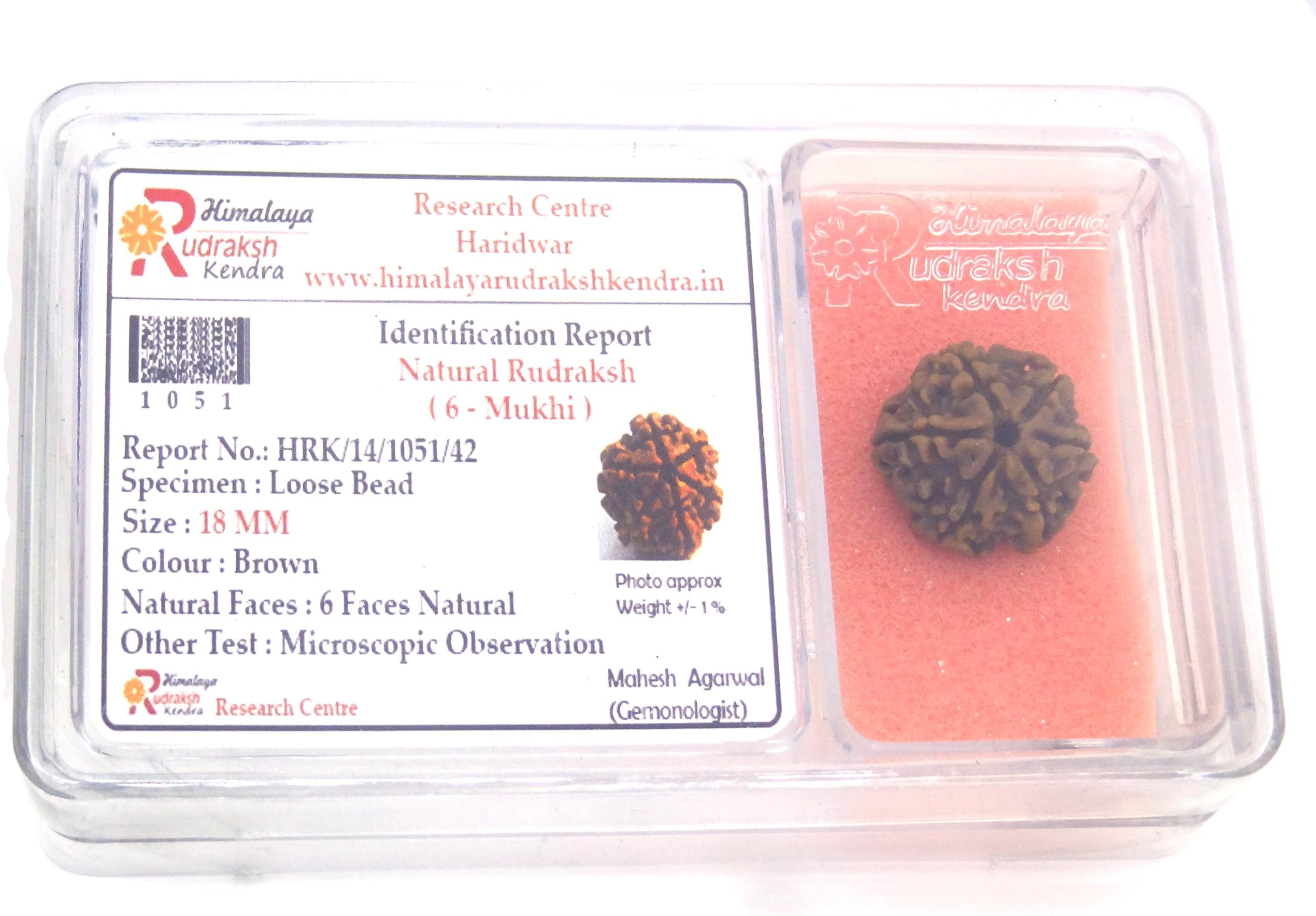 Himalaya Rudraksh Kendra Rudraksha 100% Original Nepali Six Faced ( 6 Mukhi ) 20 M.M Standard Brown