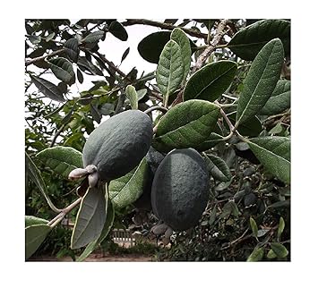 Brasilianische Guave Ananas-Guave Acca sellowiana Feijoa Pflanze 10cm