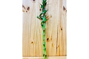 GENERIC Live Lucky Bamboo 18” Spiral & Straight Combination 1 x 2 Stalk Combo (2 Stalks Total)