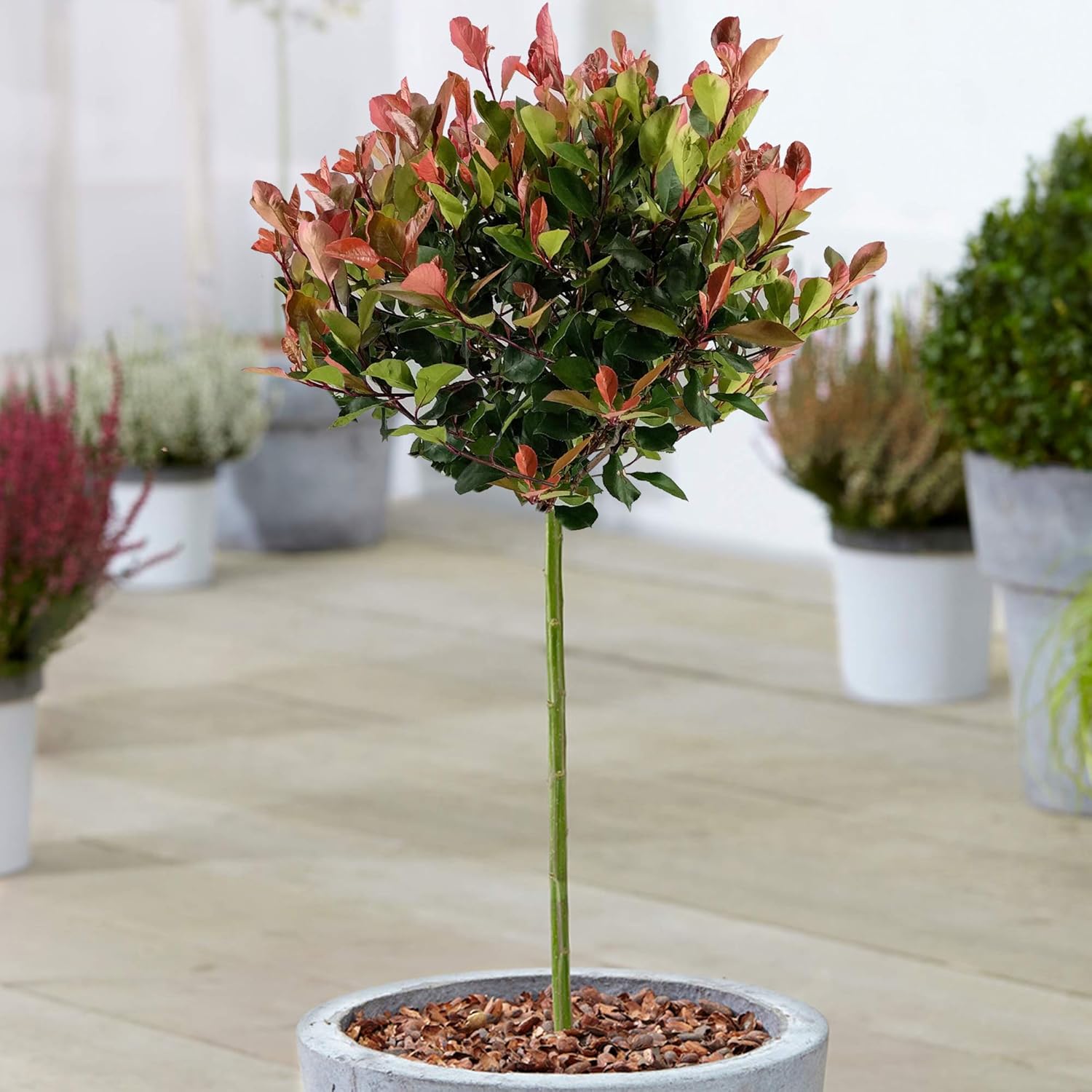 Photinia Little Red Robin Potted Ornamental Trees for Small Gardens
