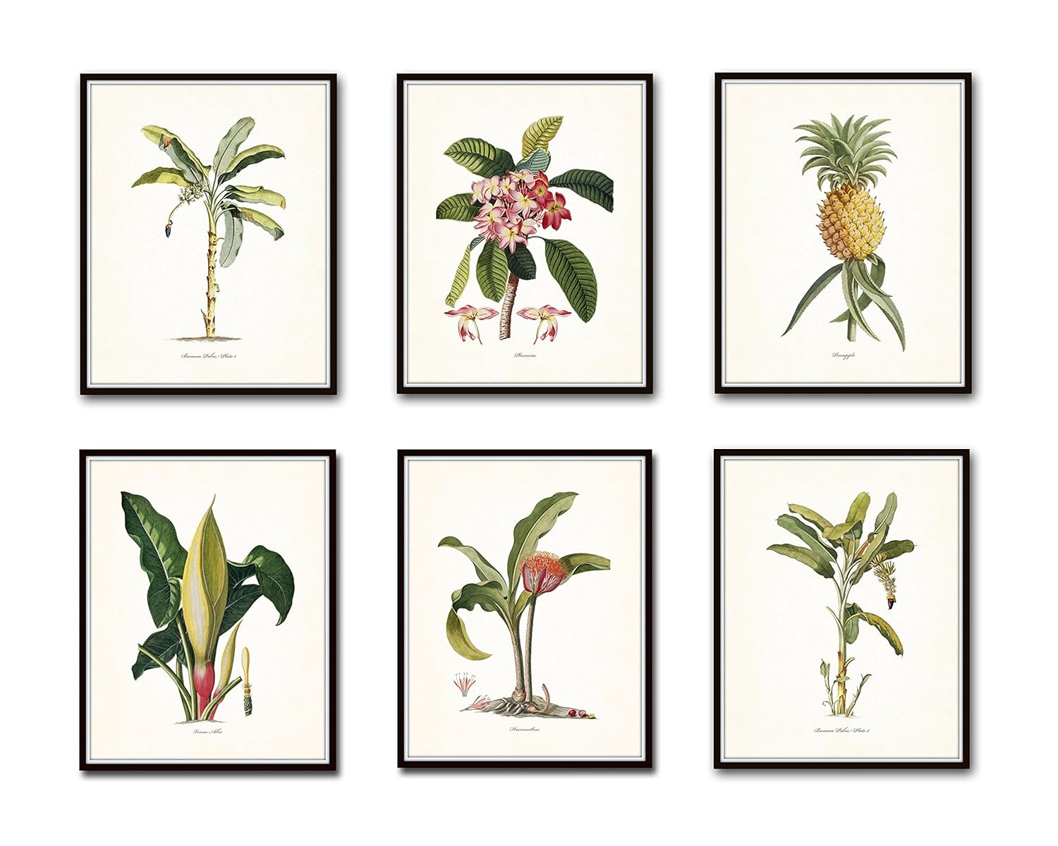 Tropical Botanical Prints Set of 6 Giclee Fine Art Prints
