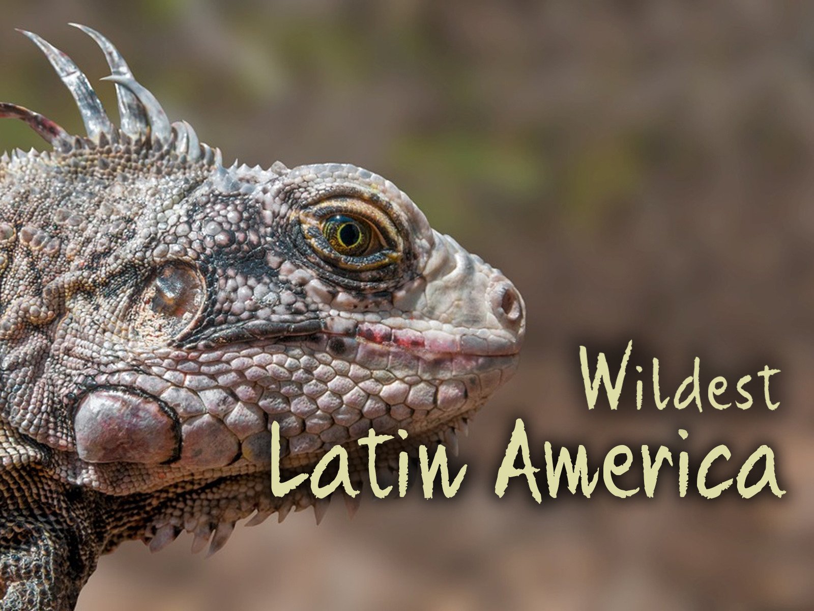 Watch Wildest Latin America Prime Video