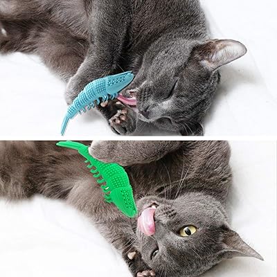 kitten toothbrush