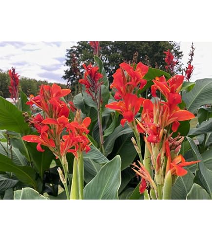 Semillas De Lirio Canna Cleopatra Petsdelite® - Rizomas Con 2-3 Ojos, Planta Tropical De Hasta 4 Pies, Flores Multicolor