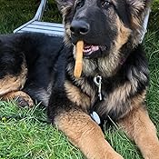 canagan dog food amazon