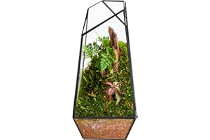 FISCRAT Tabletop Glass Terrarium -5.5"x5.5"x10.2" Black Metal Frame Indoor Plant Display Container with Openable Door, Low Ma