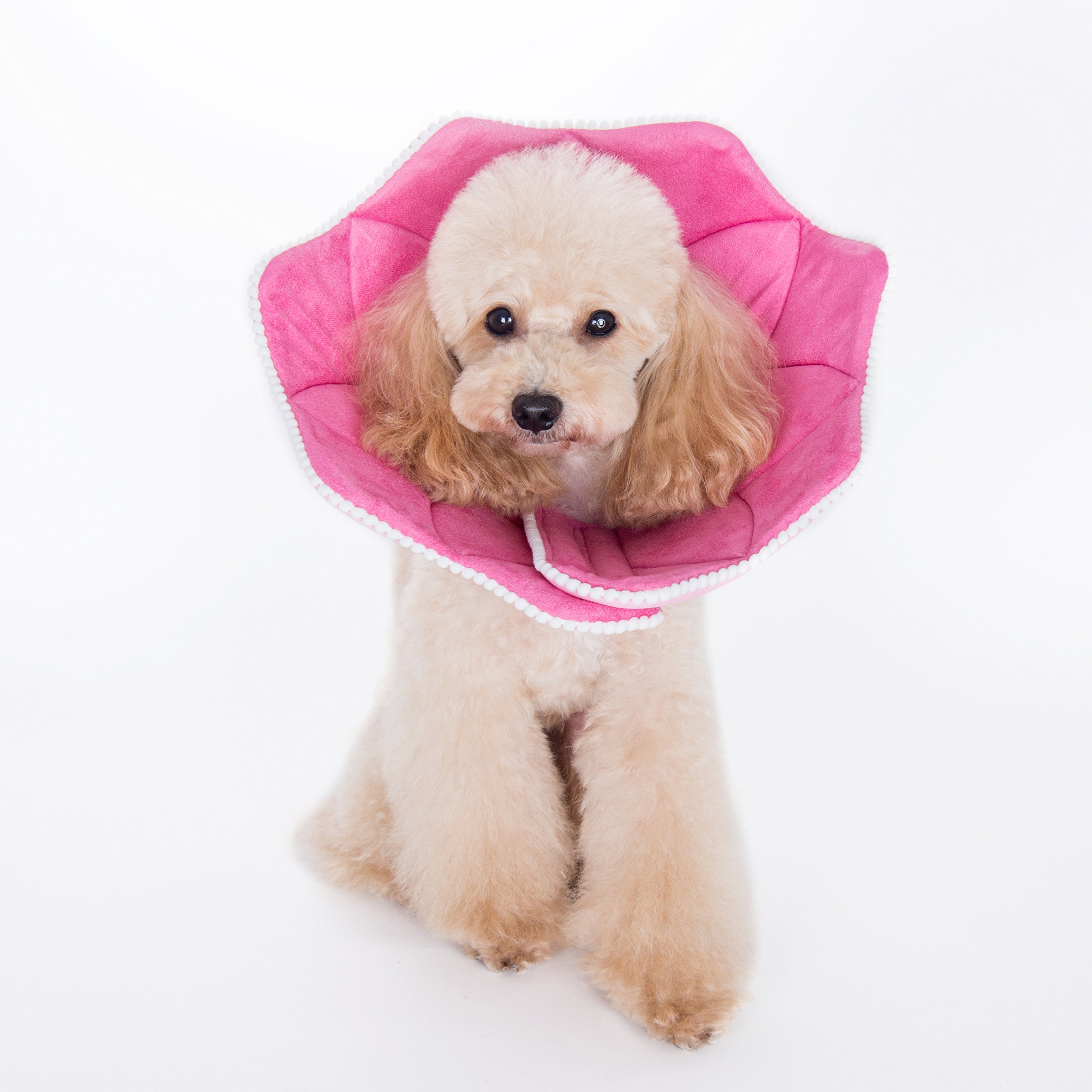 Alfie Pet Noel Recovery Collar For Dogs And Cats Desertcart INDIA