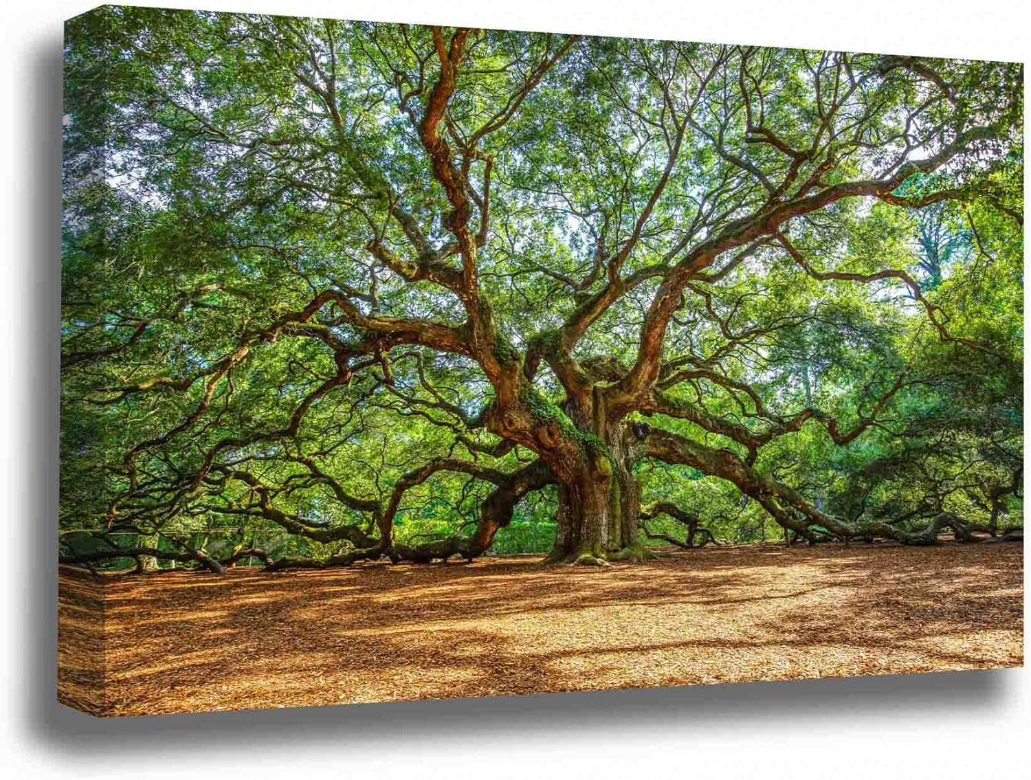 Photographs - Nature Canvas Wall Art (Ready to Hang) Gallery Wrap of Angel Oak Tree on Summer Day near Charleston South Carolina Tree of Life Wall Art Southern Decor (.75, 16