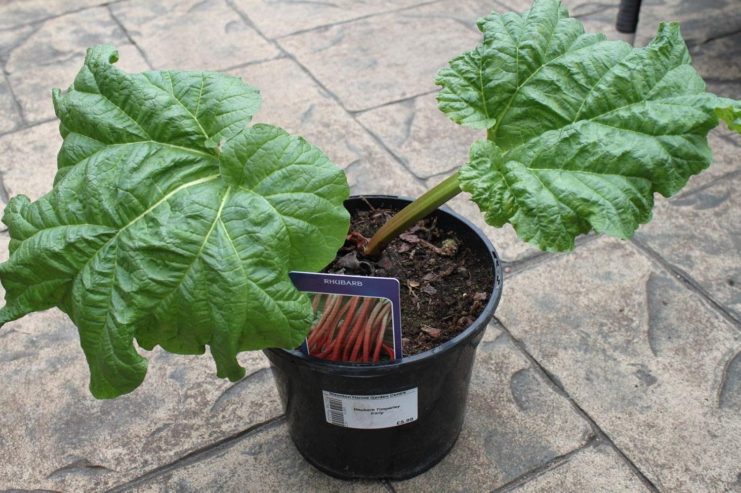 Ruibarbo plantas – glaskins perpetuo rhubarb- raíz maceta en una ...