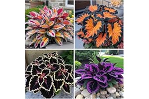 300+ Hosta Seeds Assorted Colors - Heart-Shaped Hosta Foliage, Low Maintenance Perennial for Outdoor Decor & Bonsai