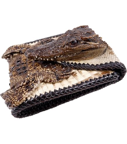 Amazon.com: Lucky potato Genuine Crocodile Alligator Leather