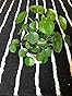 2 Money Plants Live, 5 to 7 Inc in Height, Pilea Peperomioides Plant Live, Money Live Plant