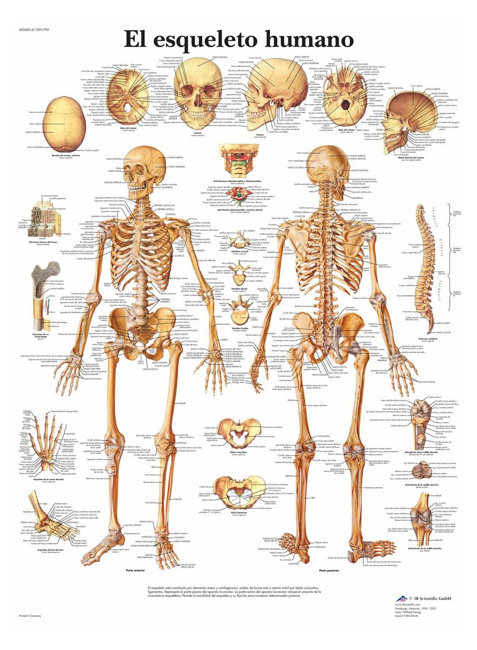 3B Scientific Printed in Paper, The Human Skeleton, 1