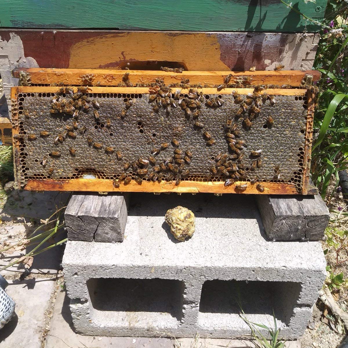 Acorn Bee 10ct Medium white plastic bees wax coated foundation Made in