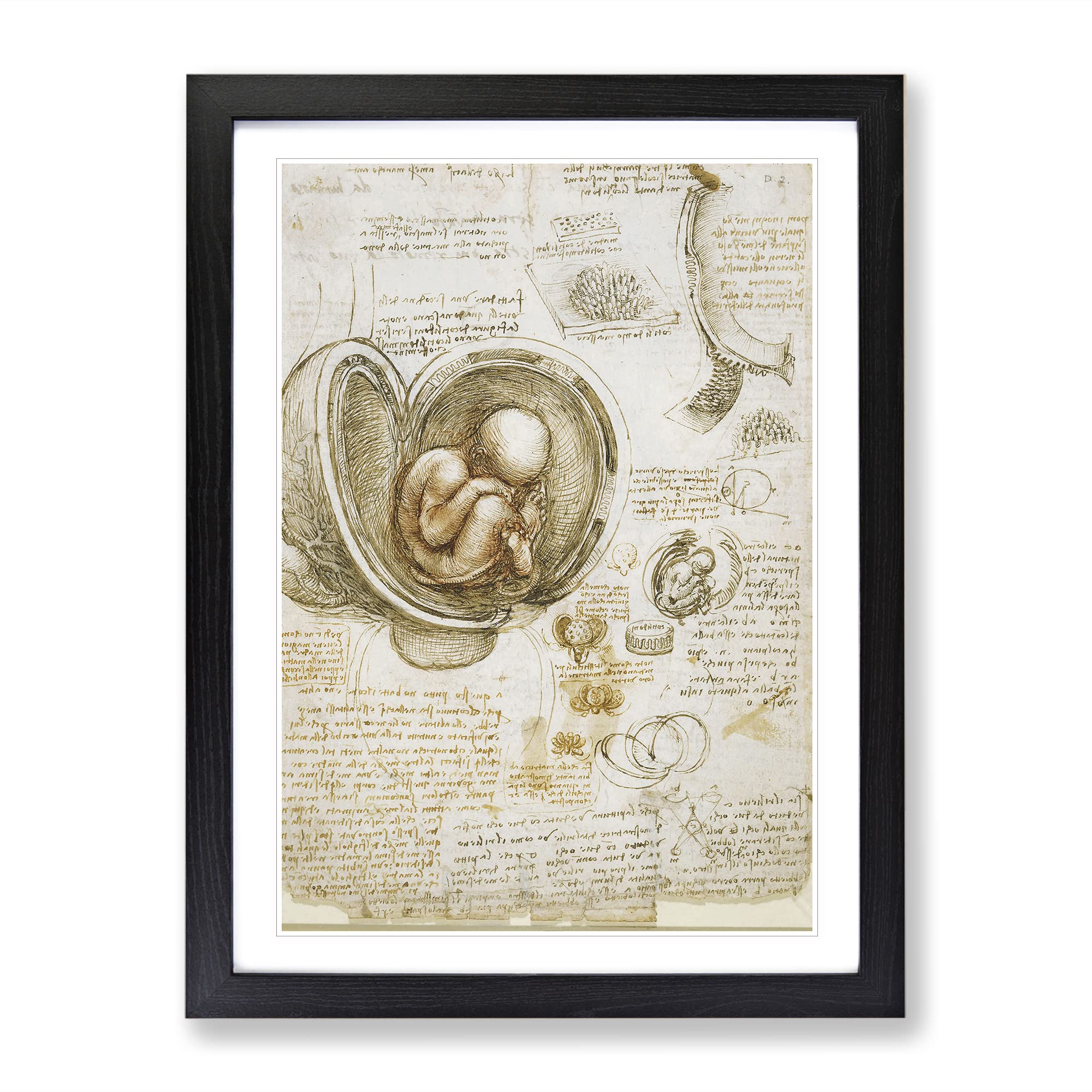 Leonardo Da Vinci Anatomy Classic Painting Framed Wall Art Print, Ready to Hang Picture for Living Room Bedroom Home Office Décor, Black A3 (34 x 46 cm)