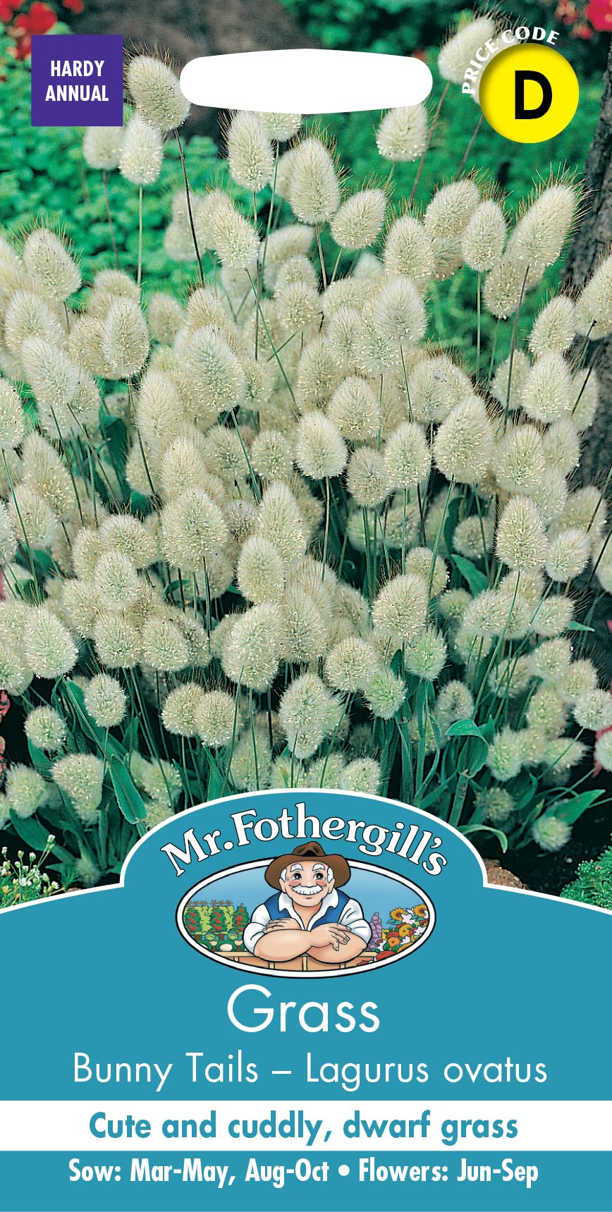 Mr Fothergill's Grass Bunny Tails - Lagurus ovatus