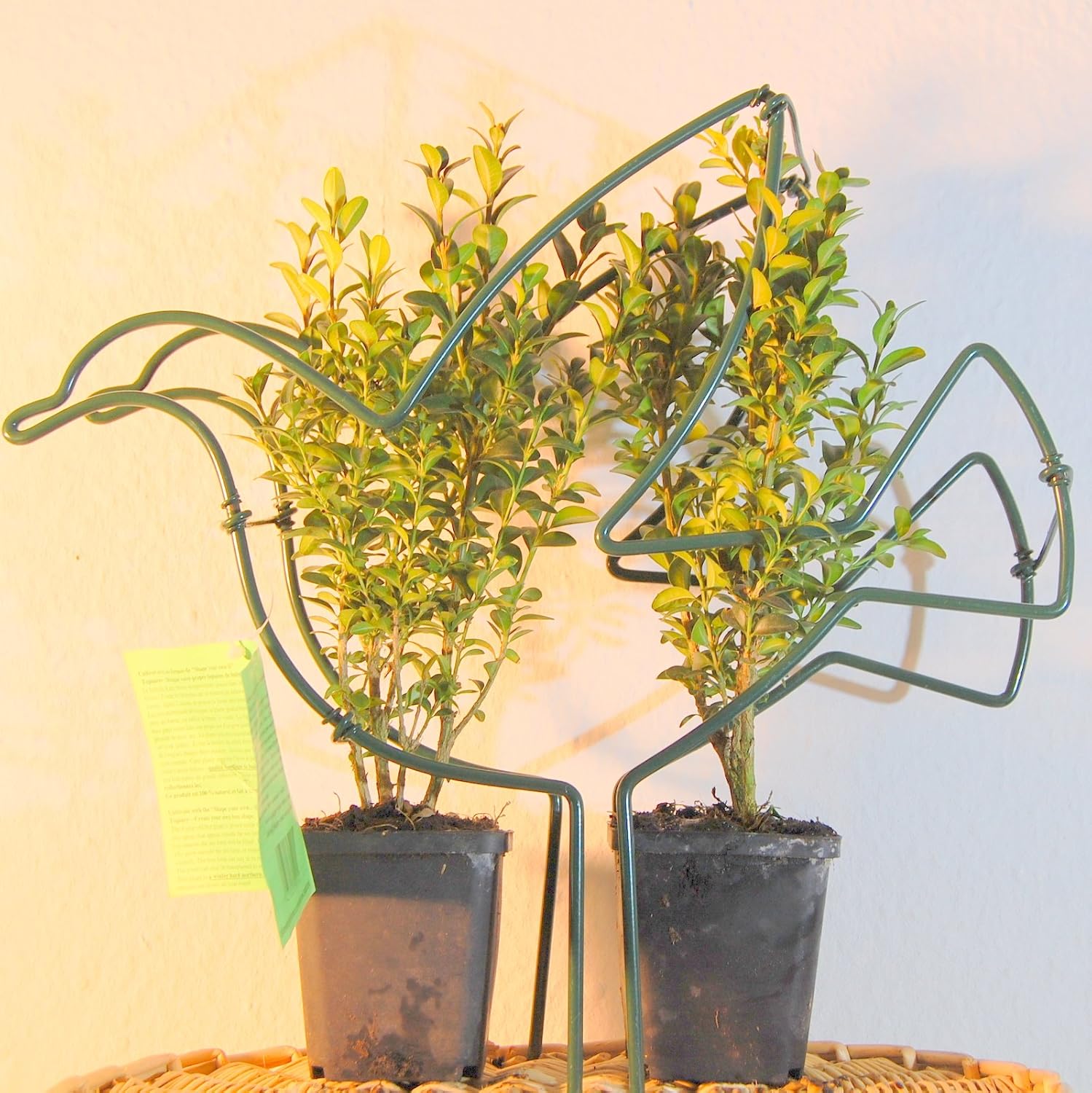 Buxus Figura palomas Juego completo incluye 2 Boj Former Plantas ...