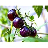 Seeds Purple Tomato 30 Seeds for Planting Vegetable Garden