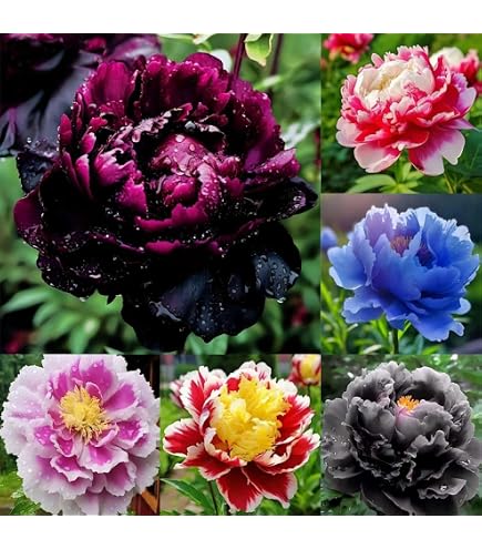 Amazon.com : 30 Double YELLOW PAEONY ASTER Peony Callistephus