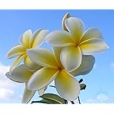 Hawaiian Yellow Melemele Plumeria Frangipani Plant Cutting