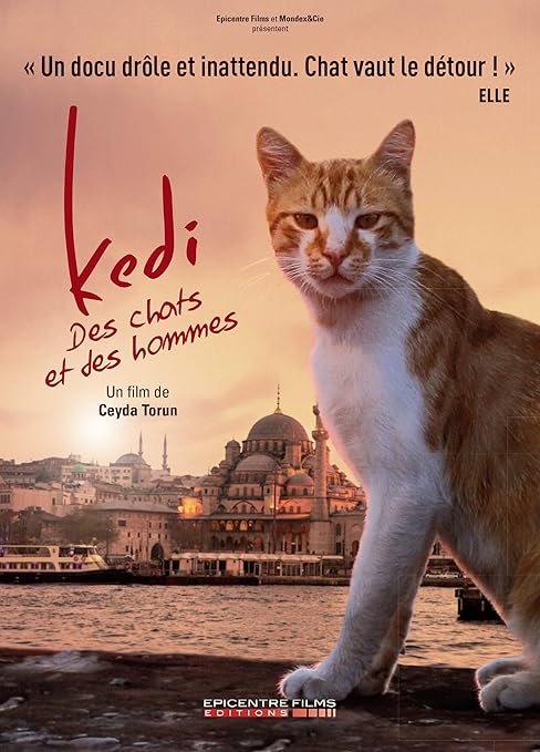 Kedi Des Chats Et Des Hommes Fr Import Amazon De Ceyda Torun Dvd Blu Ray